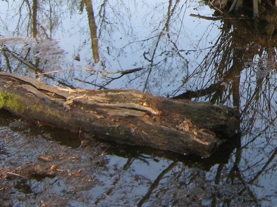 Egal wie lange ein Baumstamm im Wasser liegt, er wird nie ein Krokodil werden.