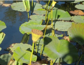 Rudere, rudere schnell, ehe der Markt vorüber ist und die Lotusblüten verwelken.