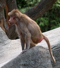 Ein Affe bleibt immer ein Affe.