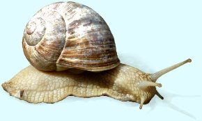 Die Schnecke trägt ihr Haus bei sich, weil sie den Nachbarn misstraut.