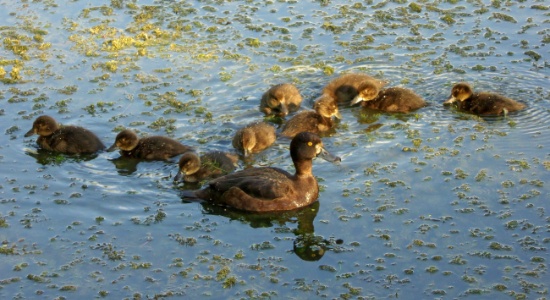 Der Sohn einer Ente ist ein Schwimmer.